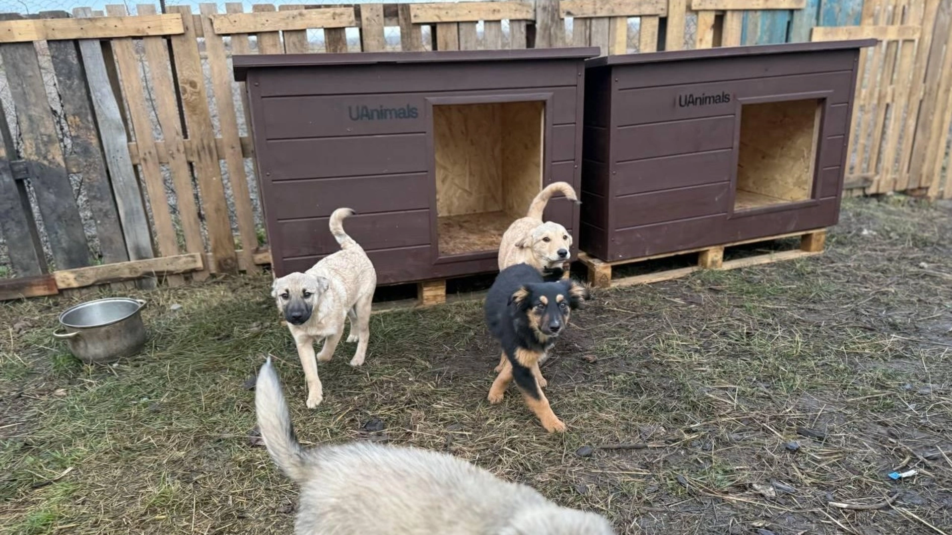 UAnimals придбали перші будки завдяки акції #PowerCoins від НБУ