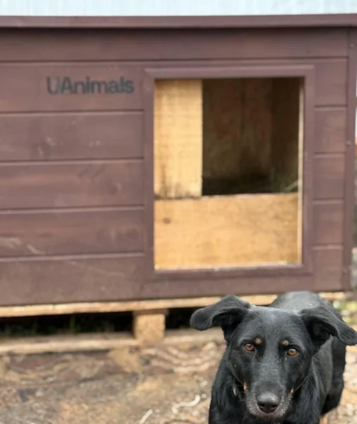 UAnimals придбали перші будки завдяки акції #PowerCoins від НБУ