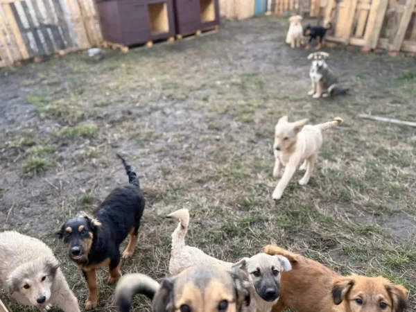 UAnimals придбали перші будки завдяки акції #PowerCoins від НБУ