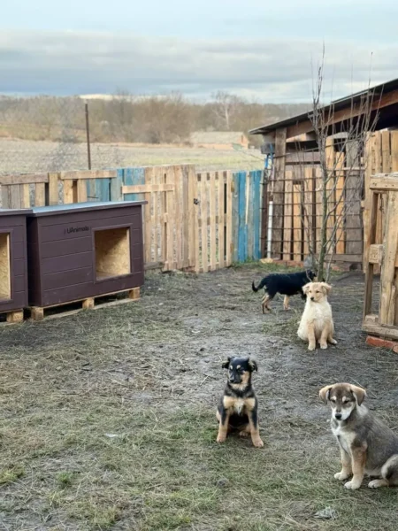 UAnimals придбали перші будки завдяки акції #PowerCoins від НБУ