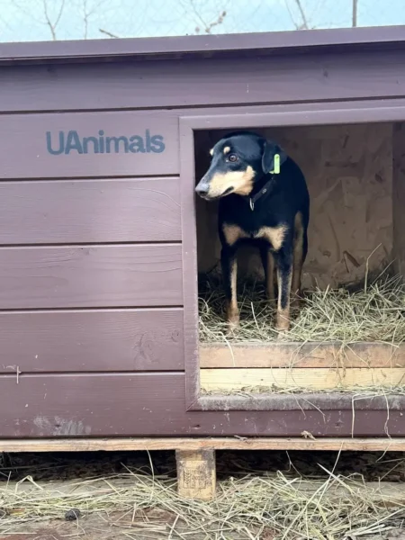 UAnimals придбали перші будки завдяки акції #PowerCoins від НБУ