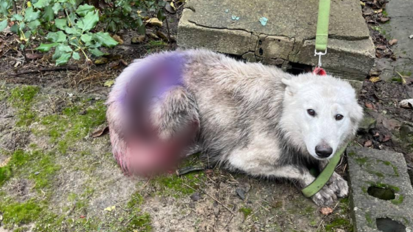 Одна з собак постраждала під час атаки