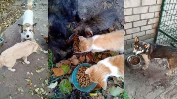 UAnimals передали понат 4,7 тонни корму та обробки тваринам у прифронті