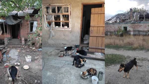 UAnimals передали понат 4,7 тонни корму та обробки тваринам у прифронті