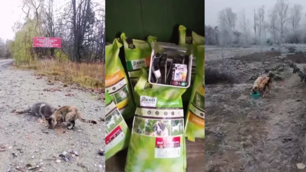 UAnimals передали понат 4,7 тонни корму та обробки тваринам у прифронті