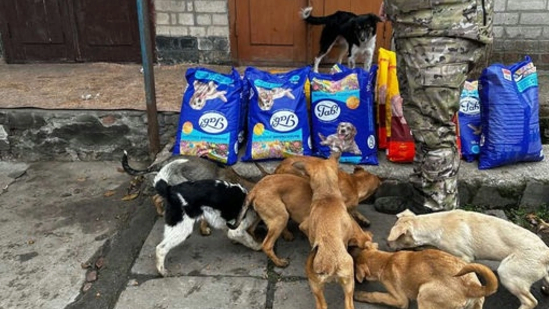 UAnimals відкриває прийом заявок на корми та обробки для тварин військових