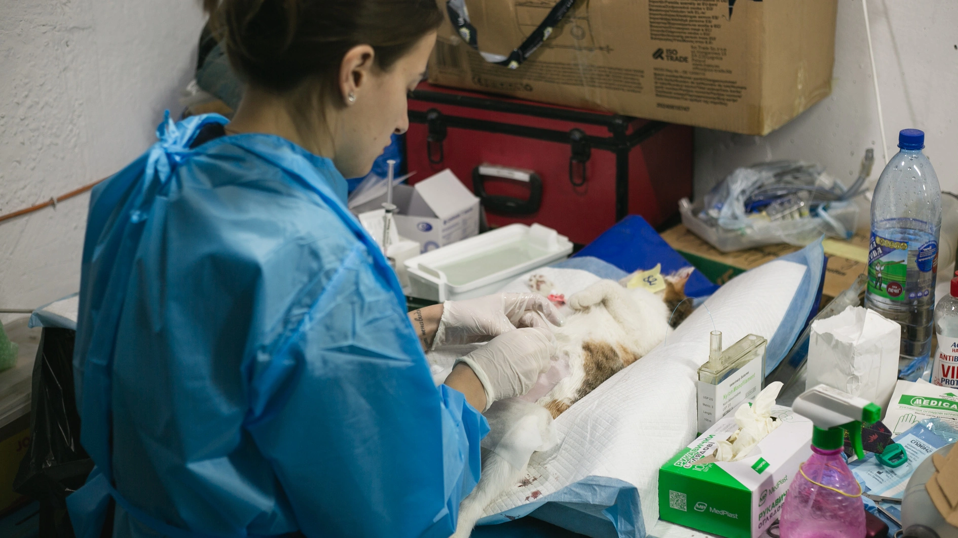 UAnimals відкривають прийом заявок на ветеринарні місії