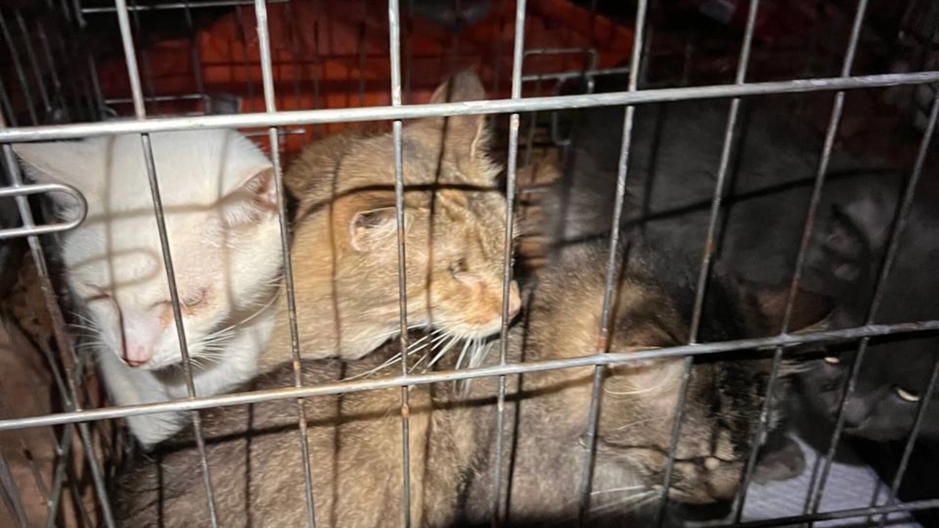 UAnimals допоможуть із лікуванням тварин, врятованих із перетримки