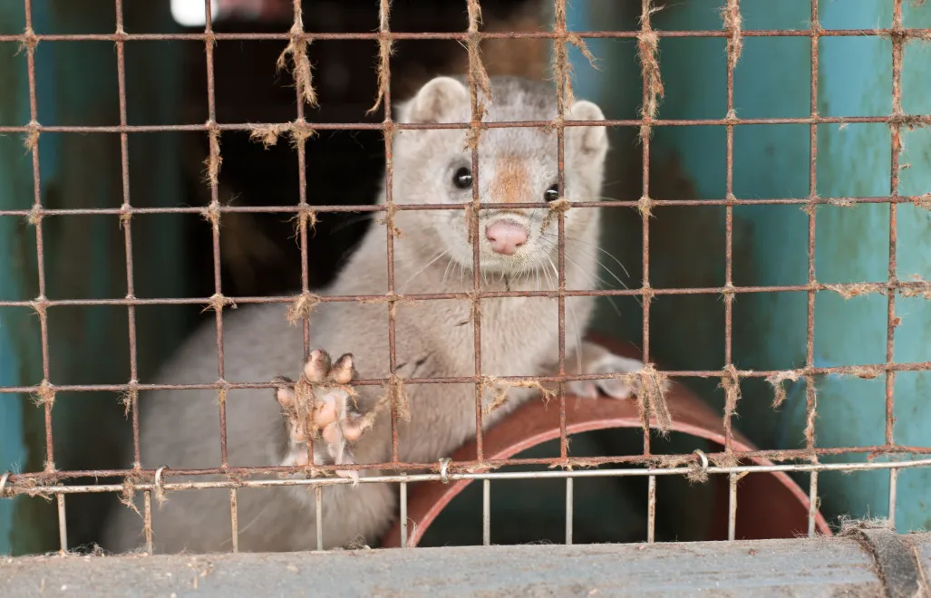 Президент Польщі схвалив заборону хутрових ферм і ветував норму про ланцюги