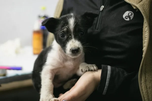 UAnimals завершили ветеринарні місії на Харківщині