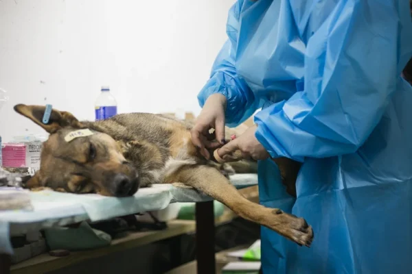 UAnimals завершили ветеринарні місії на Харківщині