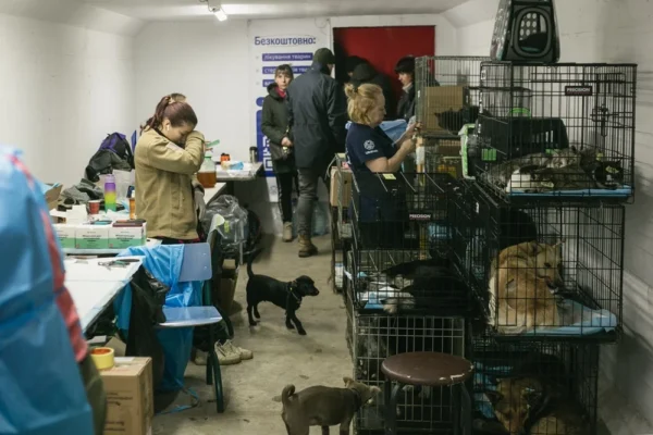 UAnimals завершили ветеринарні місії на Харківщині