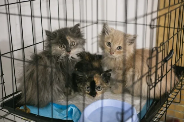 UAnimals завершили ветеринарні місії на Харківщині