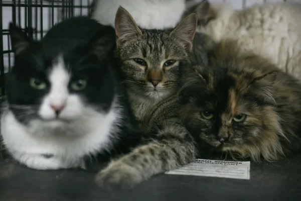 UAnimals завершили ветеринарні місії на Харківщині