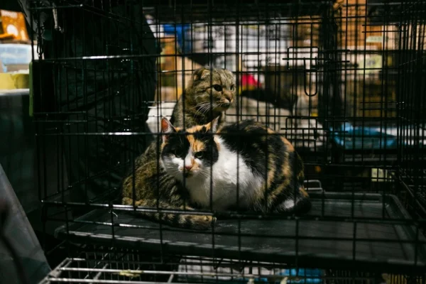 UAnimals завершили ветеринарні місії на Харківщині