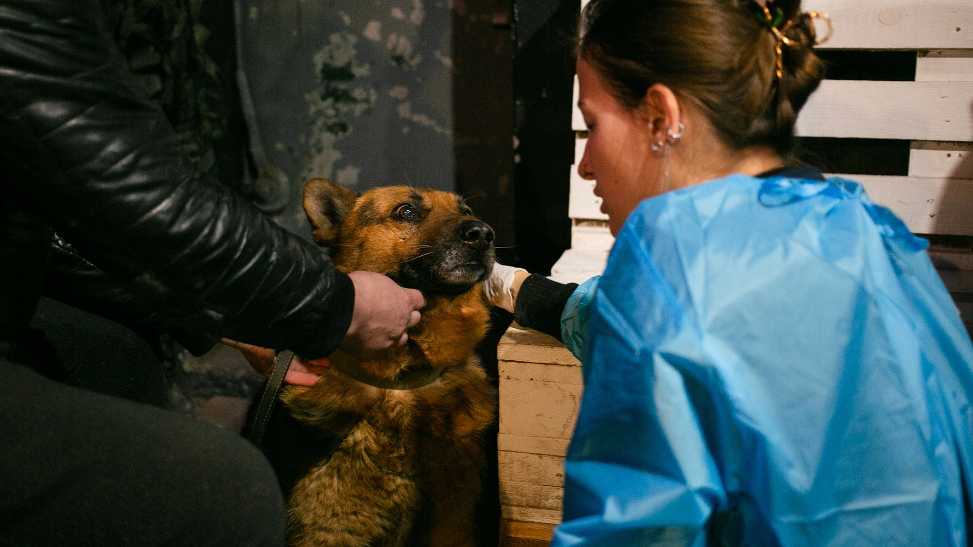 UAnimals завершили ветеринарні місії на Харківщині