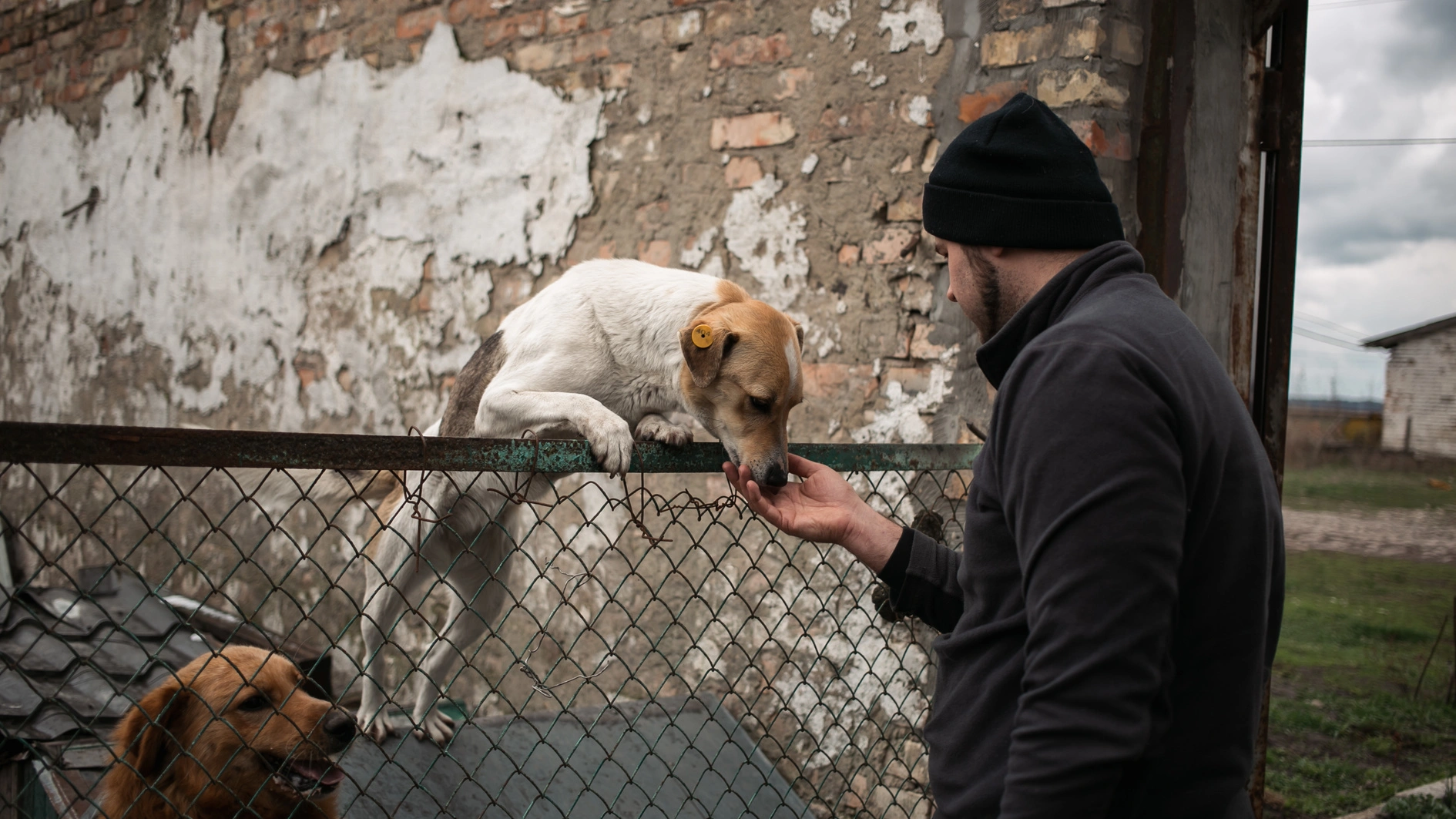 Верховна Рада підтримала в першому читанні законопроєкт №11328 про посилення захисту тварин