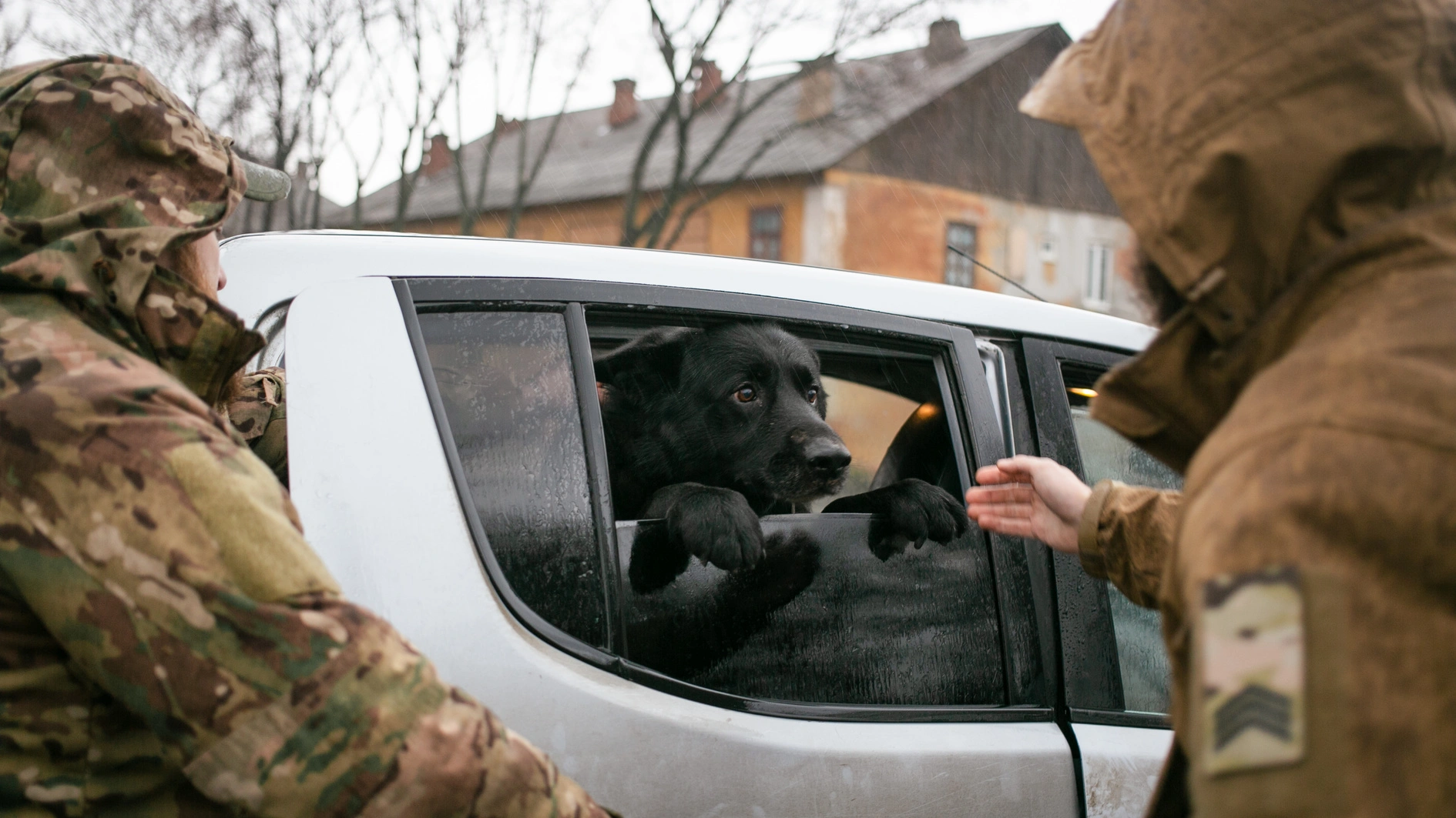 UAnimals знову приймає заявки на евакуацію тварин з прифронту