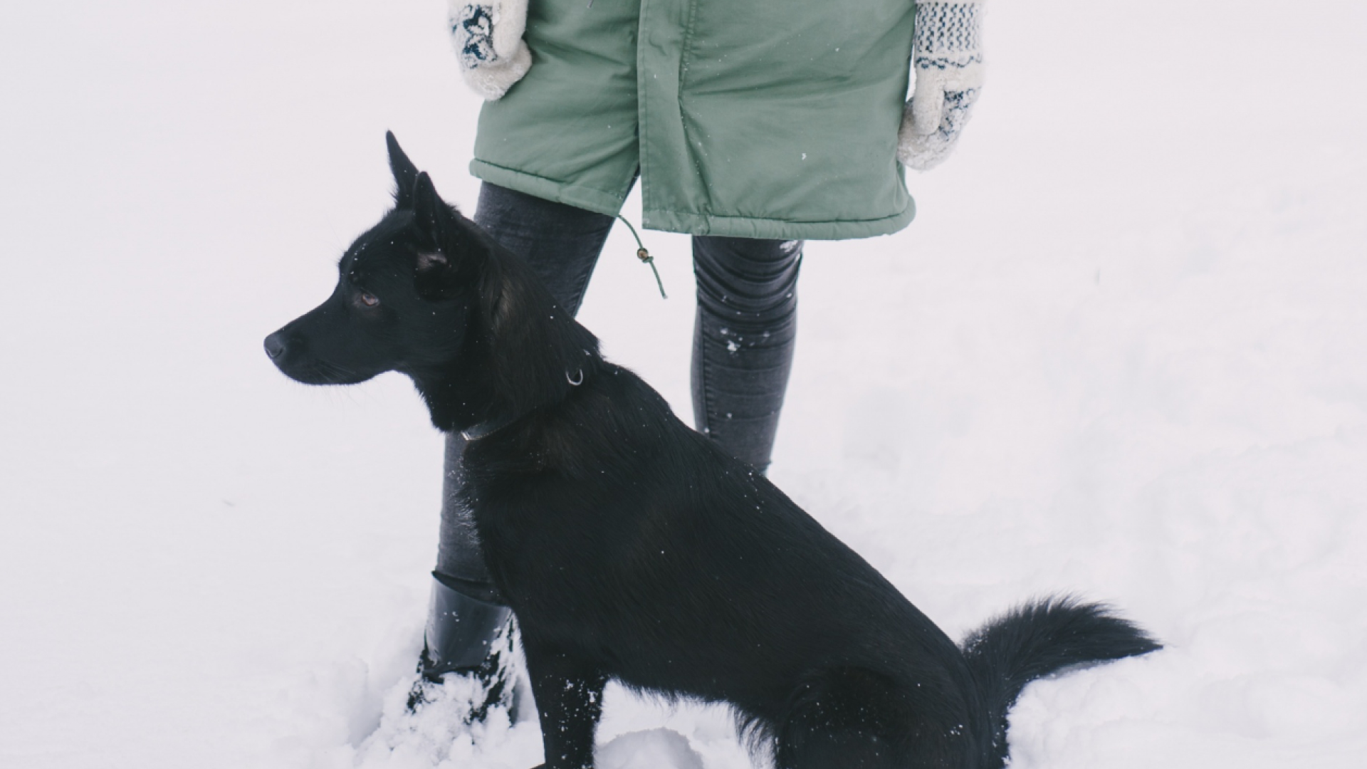 У Київраді зареєстрували проєкт рішення про допуск із тваринами в заклади