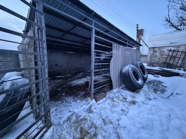 UAnimals допомогли евакуювати лева Хана з Дніпропетровщини 