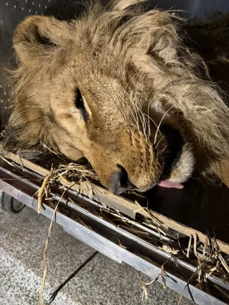 UAnimals допомогли евакуювати лева Хана з Дніпропетровщини 