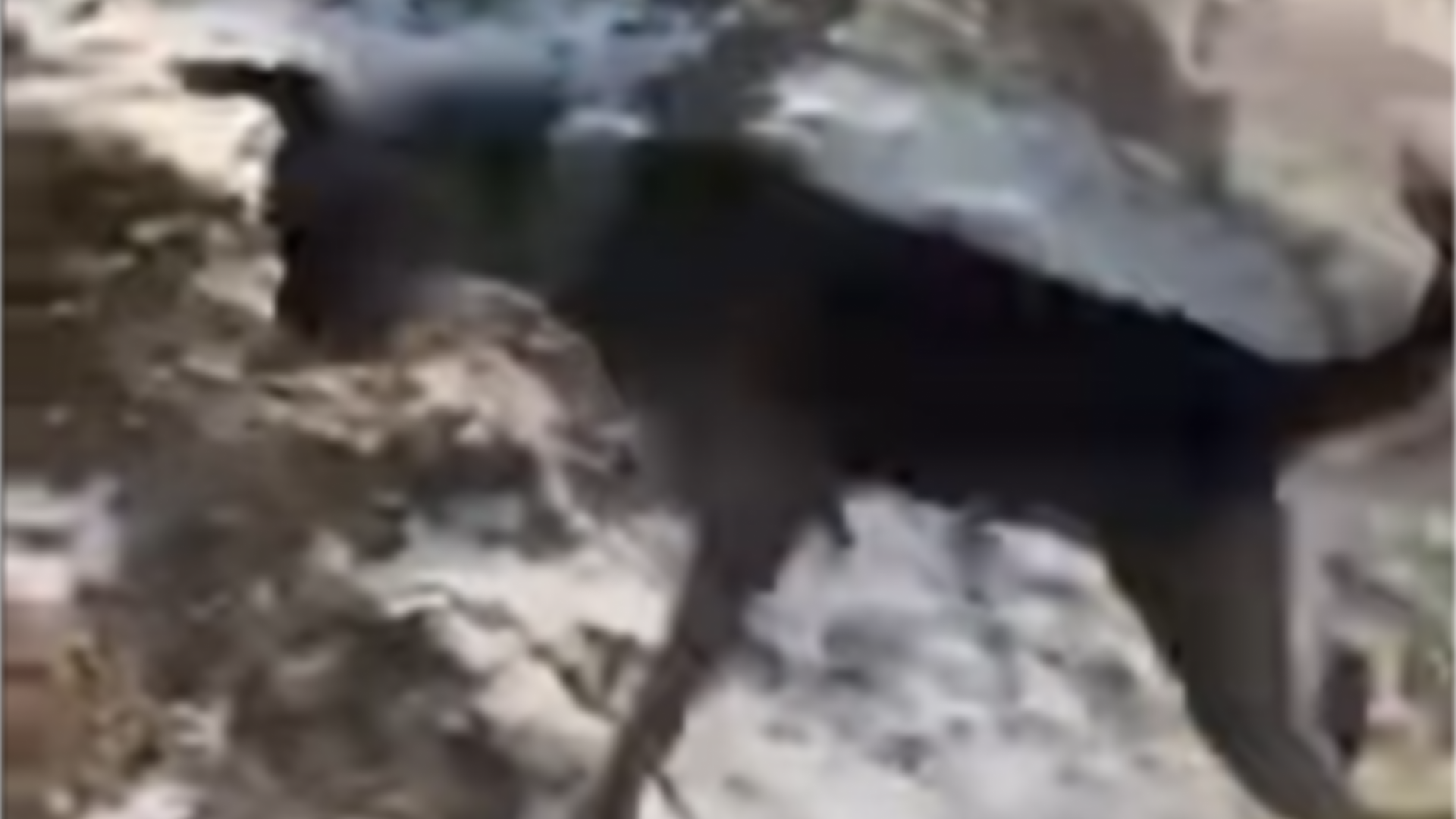 Поліція склала адмінпротокол у справі, де підлітки скинули собаку з кручі