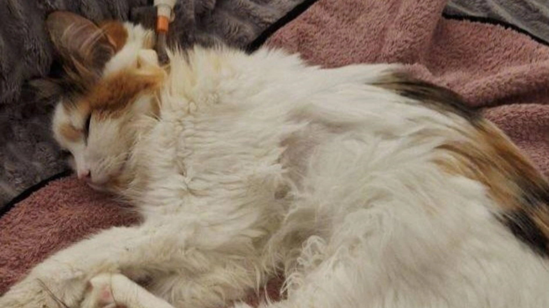 кішка Пушок з Авдіївки, якою опікується військовий