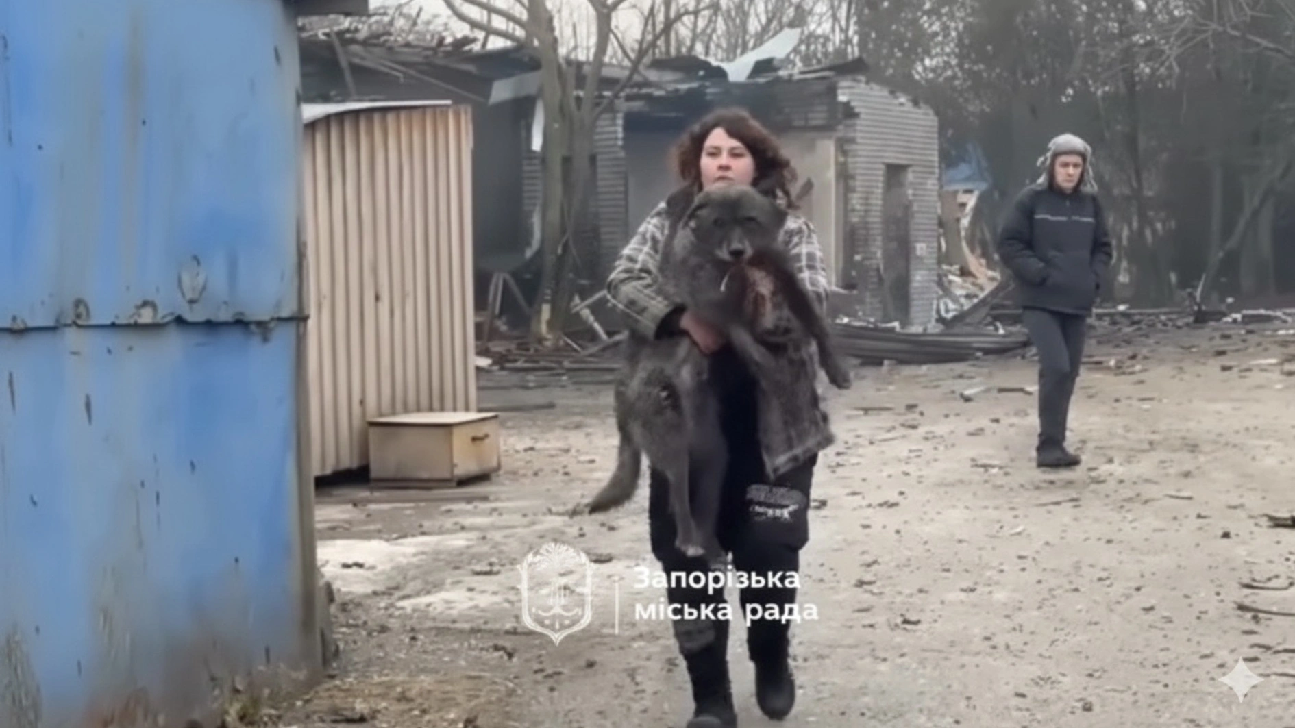 Росіяни поцілили в притулок «Дай лапу друже» у Запоріжжі