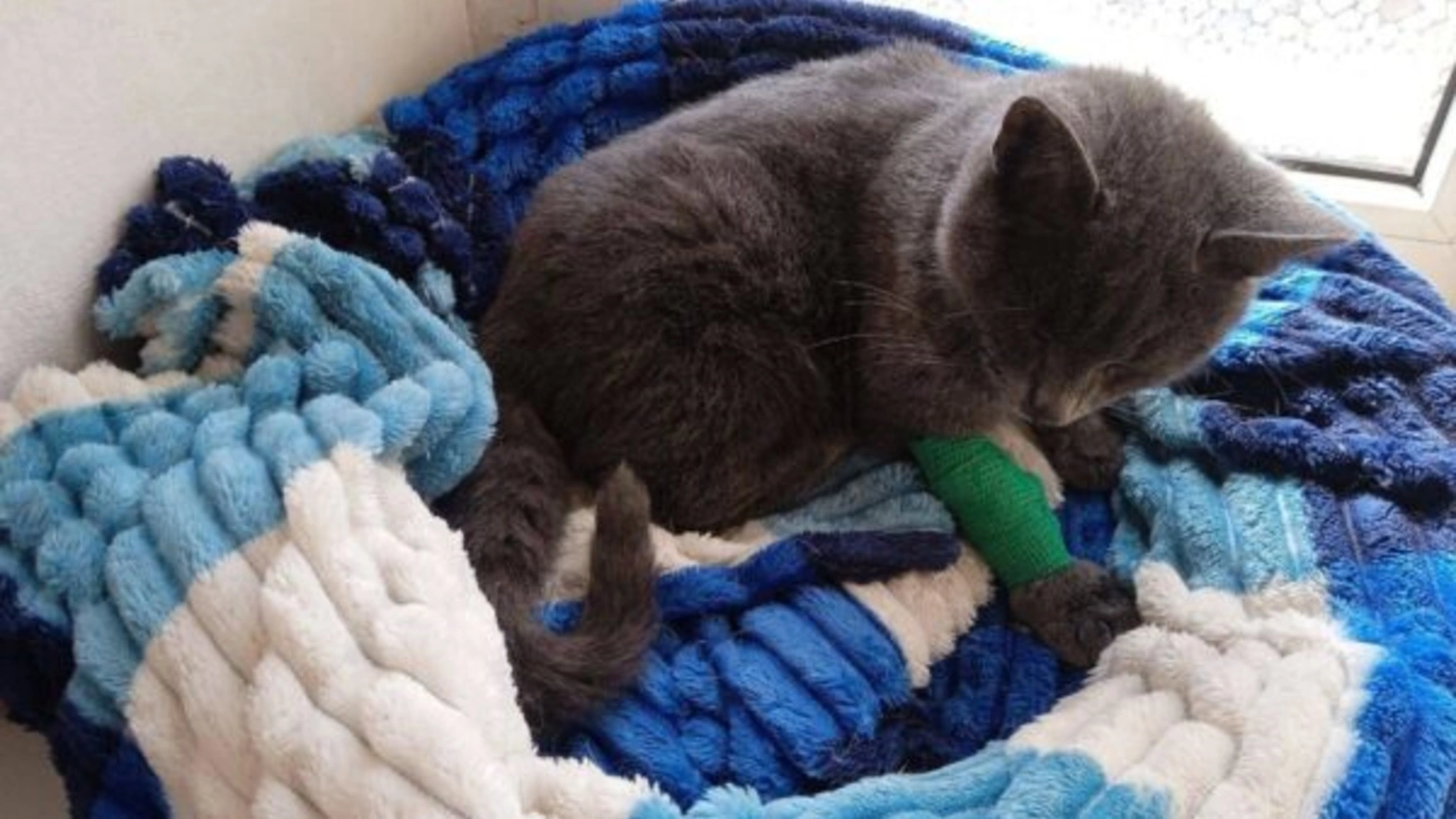 UAnimals відкрили збір на лікування тварин, якими опікуються військові