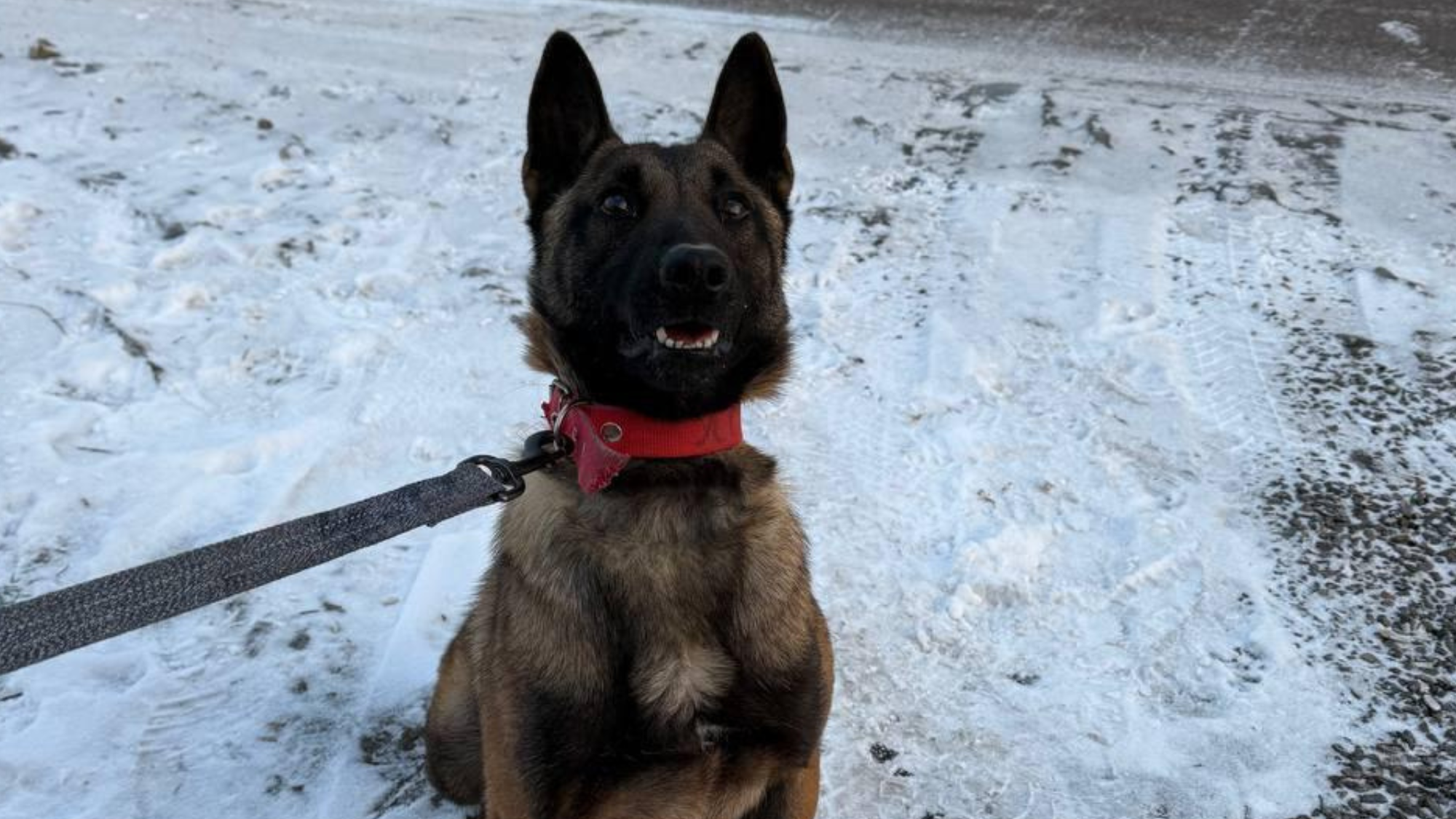 Перша хвиля ініціативи «Добрі Lapki» допомогла зібрати понад 480 тисяч гривень на вольєри для тварин