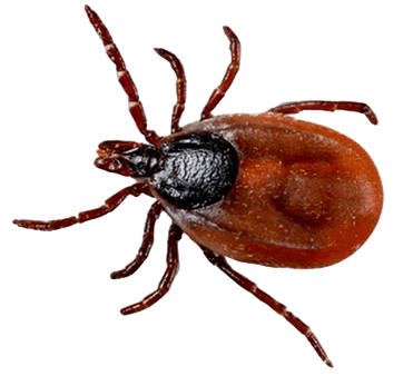 Кліщ — протипаразитарні обробки