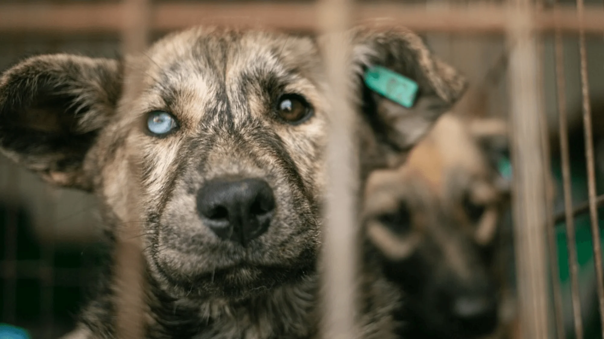 UAnimals знову приймає заявки на організацію ветеринарних місій у прифронті