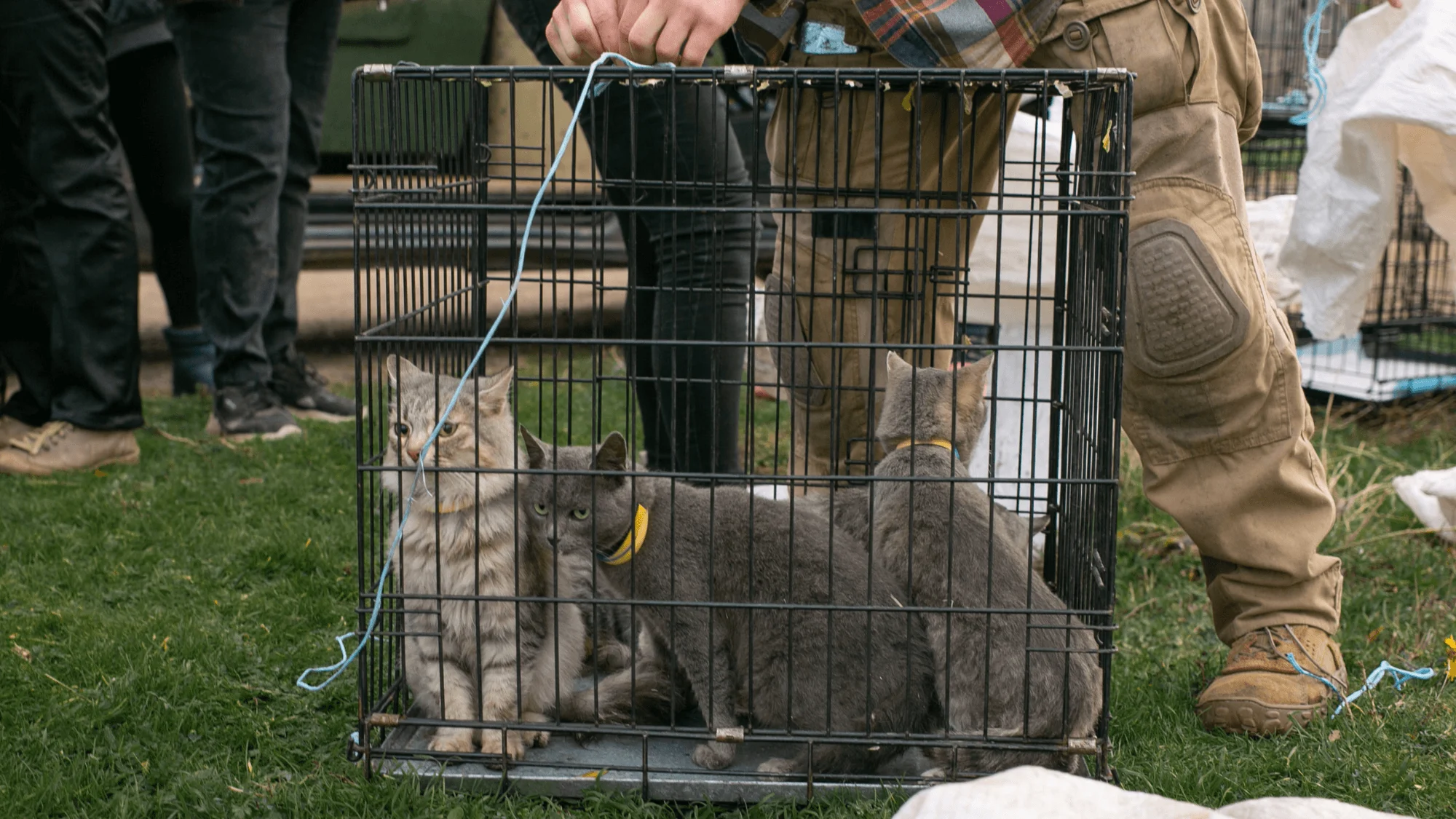 Майже 7 тисяч врятованих життів за пів року: партнерство UAnimals та GlobalGiving