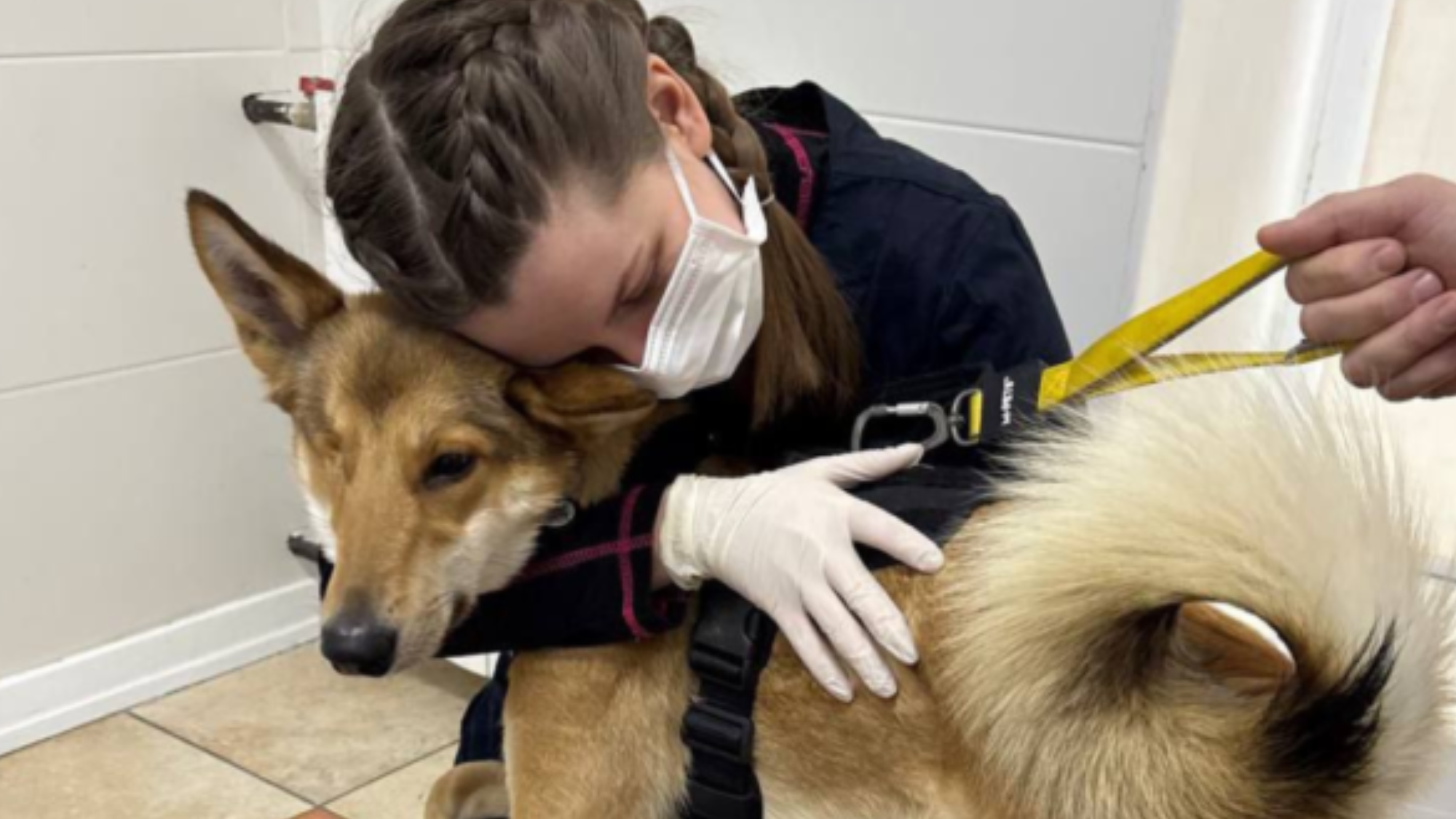 UAnimals оголошує тендер на закупівлю ветеринарних послуг для врятованих тварин