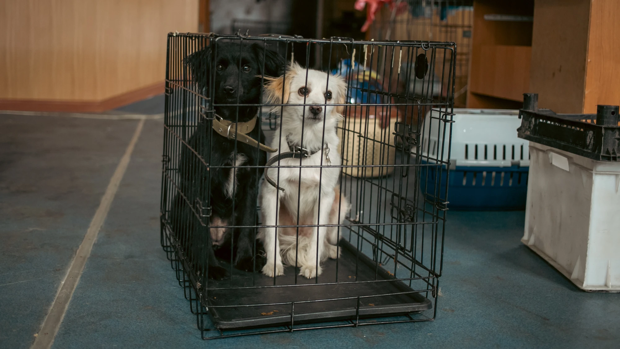 UAnimals провели ветмісію у Балаклії — допомогу отримали 447 тварин
