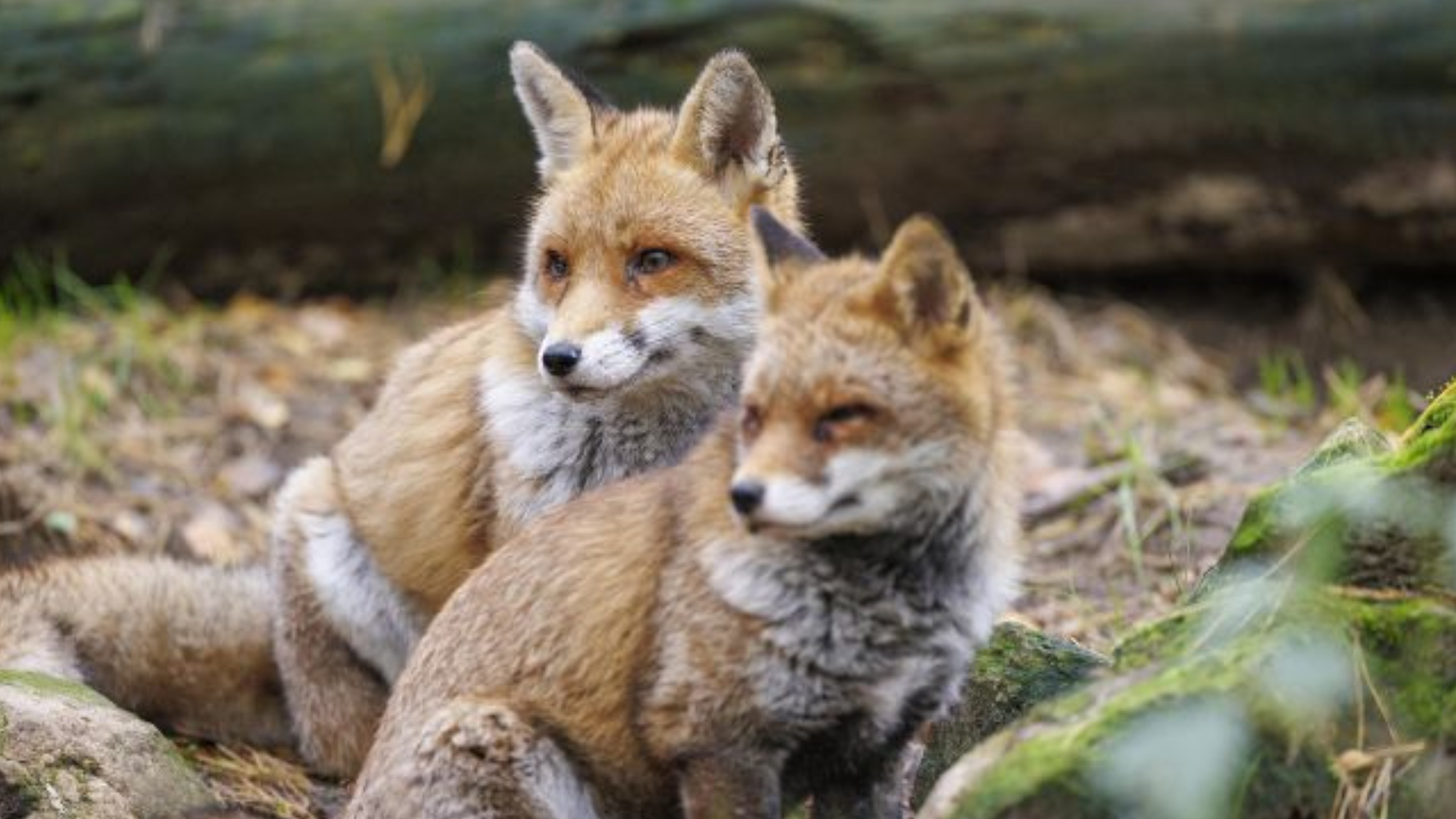 UAnimals разом із зоозахисниками закликають владу заборонити полювання