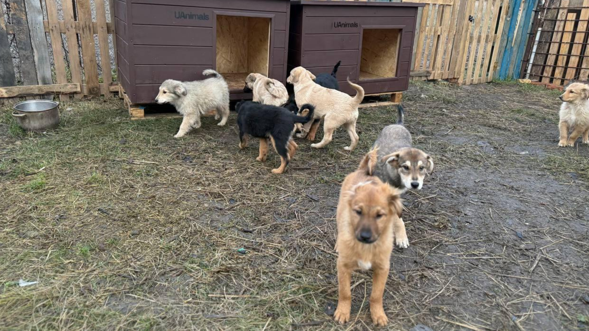 UAnimals оголошує тендер на закупівлю обладнання для утримання та транспортування тварин