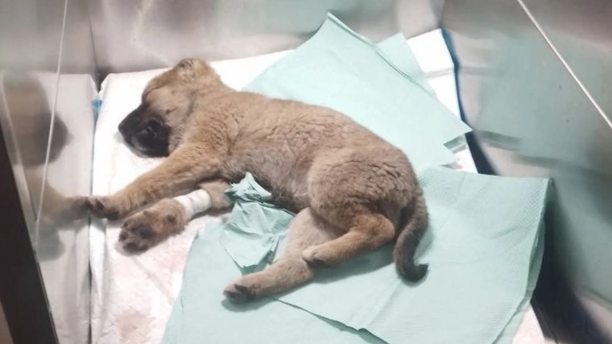UAnimals збирає гроші на ветеринарний вагончик для притулку «Другий вимір»