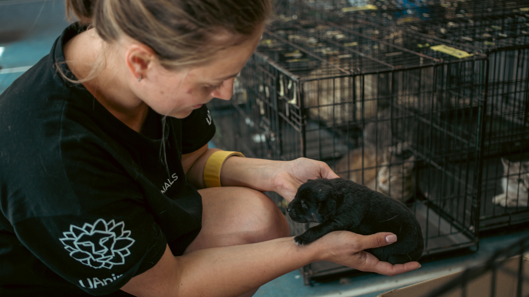 UAnimals оголошує тендер на ветеринарні послуги у прифронтових регіонах