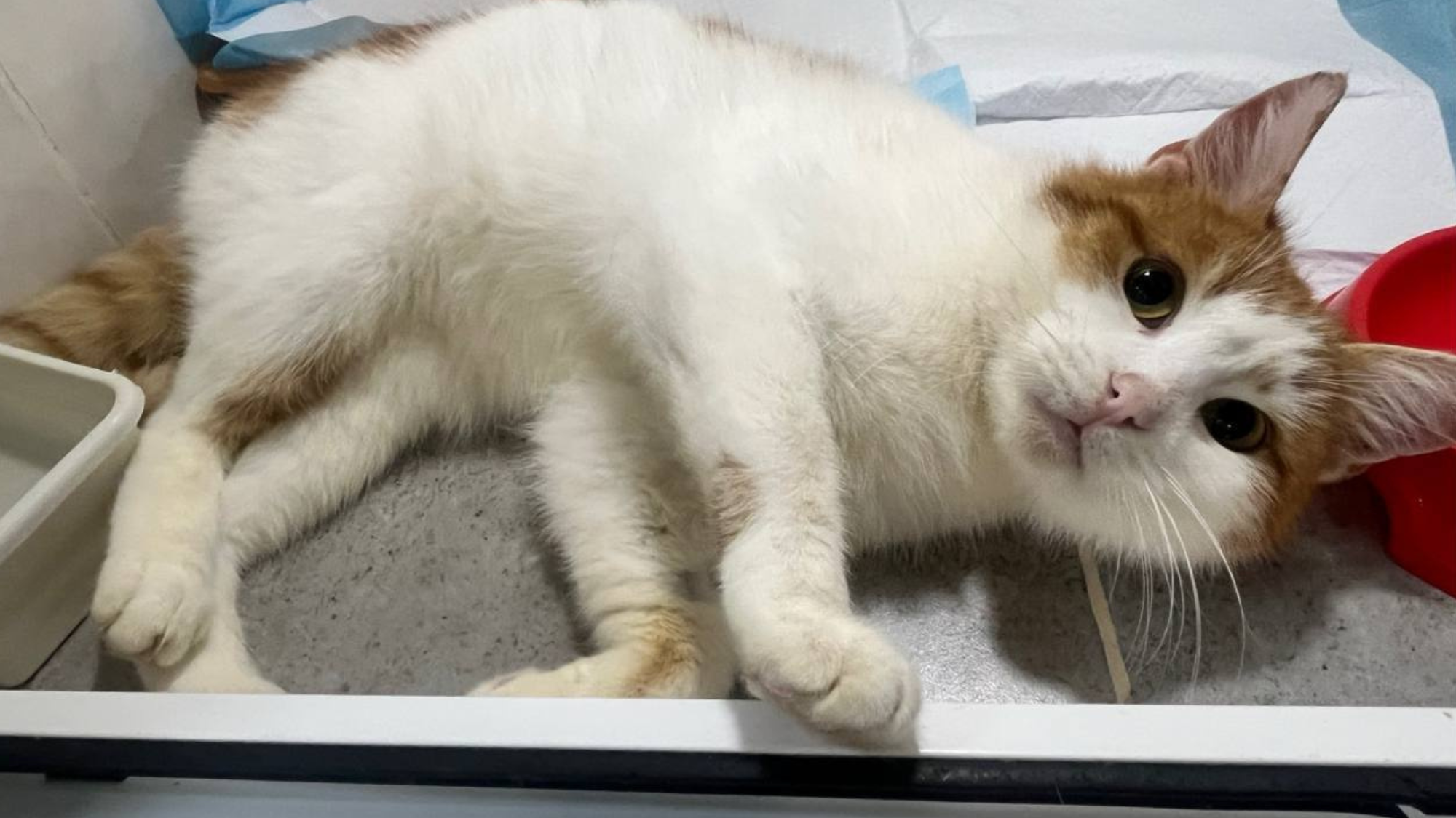 UAnimals оплатили лікування тварин, яких врятували військові