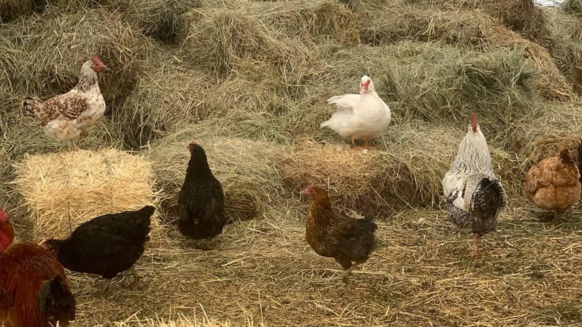 UAnimals оголошує тендер на закупівлю сіна та соломи для притулків