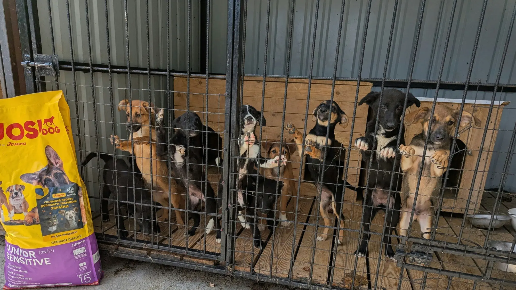 У липні UAnimals допомогли понад 17 000 тварин
