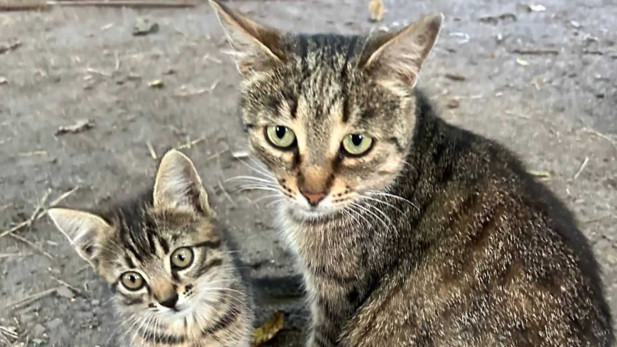 UAnimals Has Launched a Fundraiser for Three Evacuation Flights to the Donetsk and Kharkiv Regions