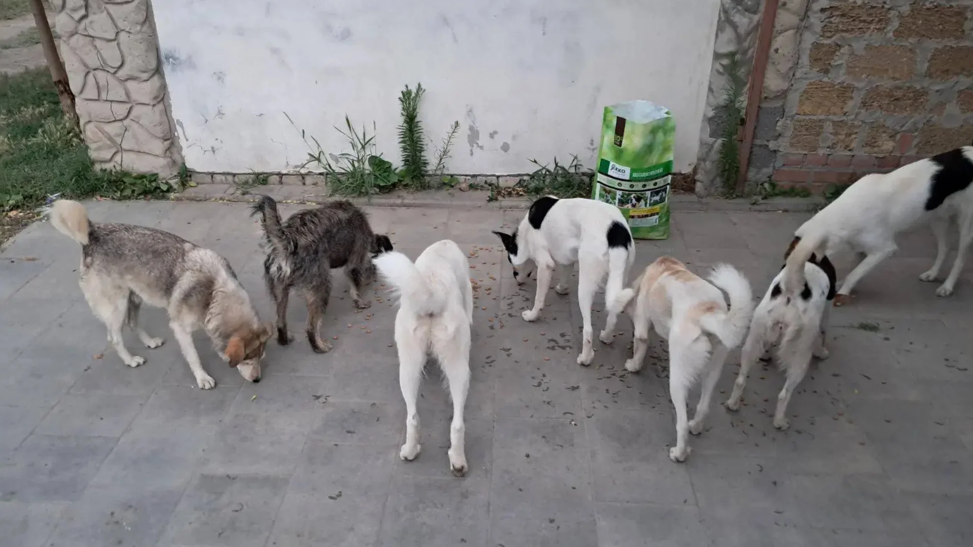 «Я думала, що вже не вийду»: як волонтери UAnimals розвозили допомогу тваринам під обстрілами у липні