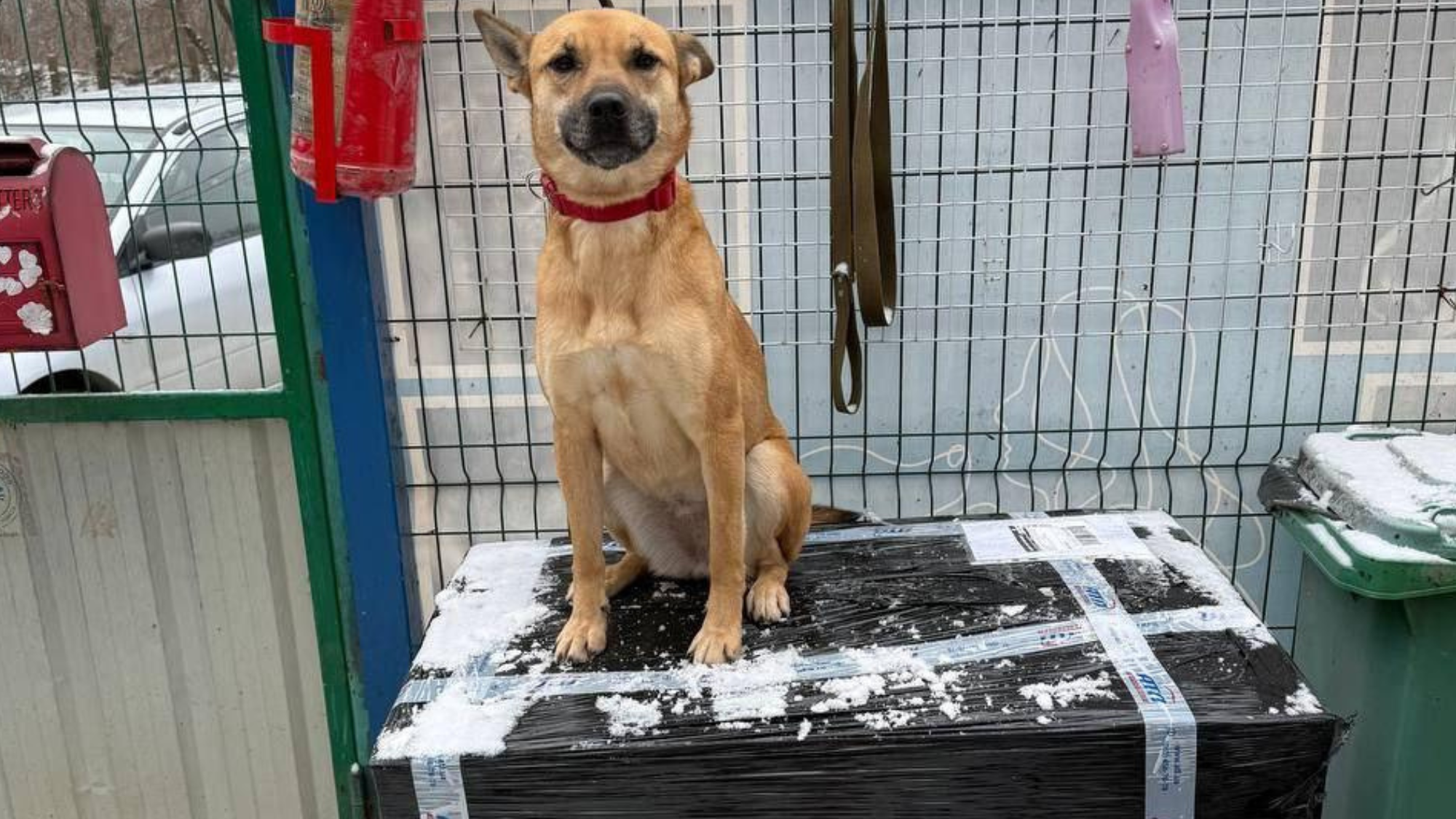 UAnimals оголошує тендер на закупівлю обладнання для притулків і команд у прифронті