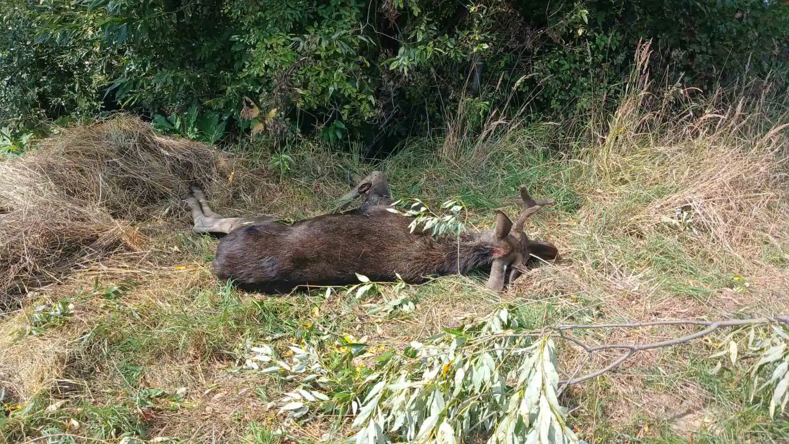 UAnimals закликає відкликати законопроєкт №15431 про мисливство: чому документ загрожує дикій природі?