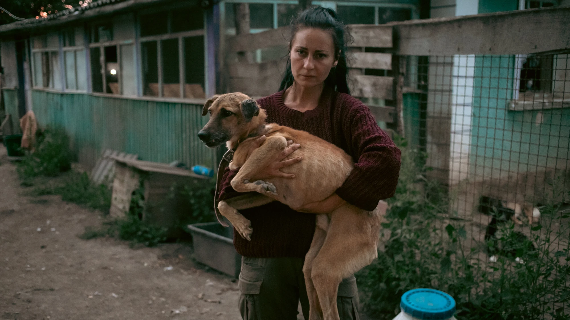 UAnimals евакуювали 14 собак із притулку Томи Пастух на Вінниччині