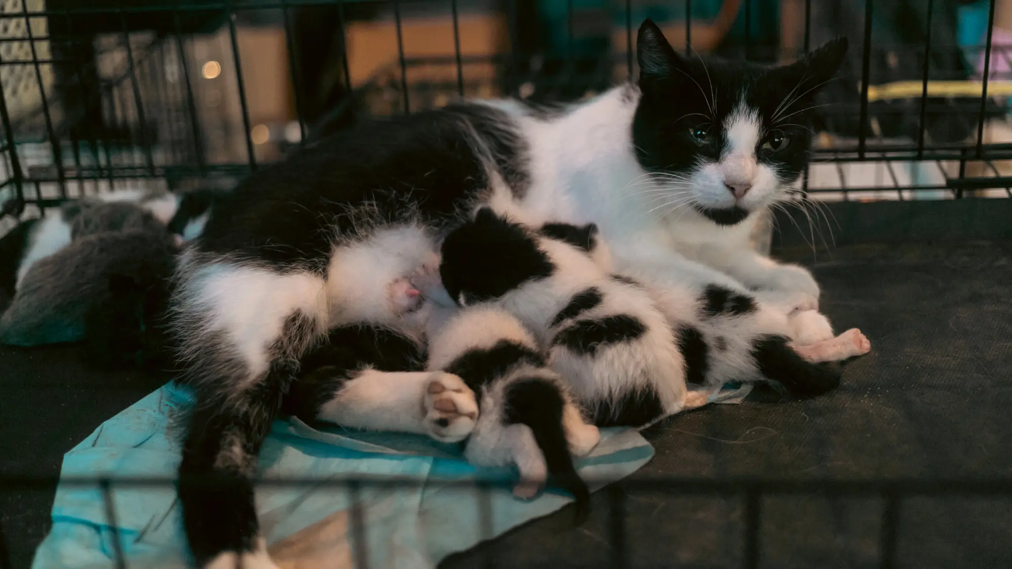 Понад 17 тисяч тварин отримали допомогу від UAnimals у серпні