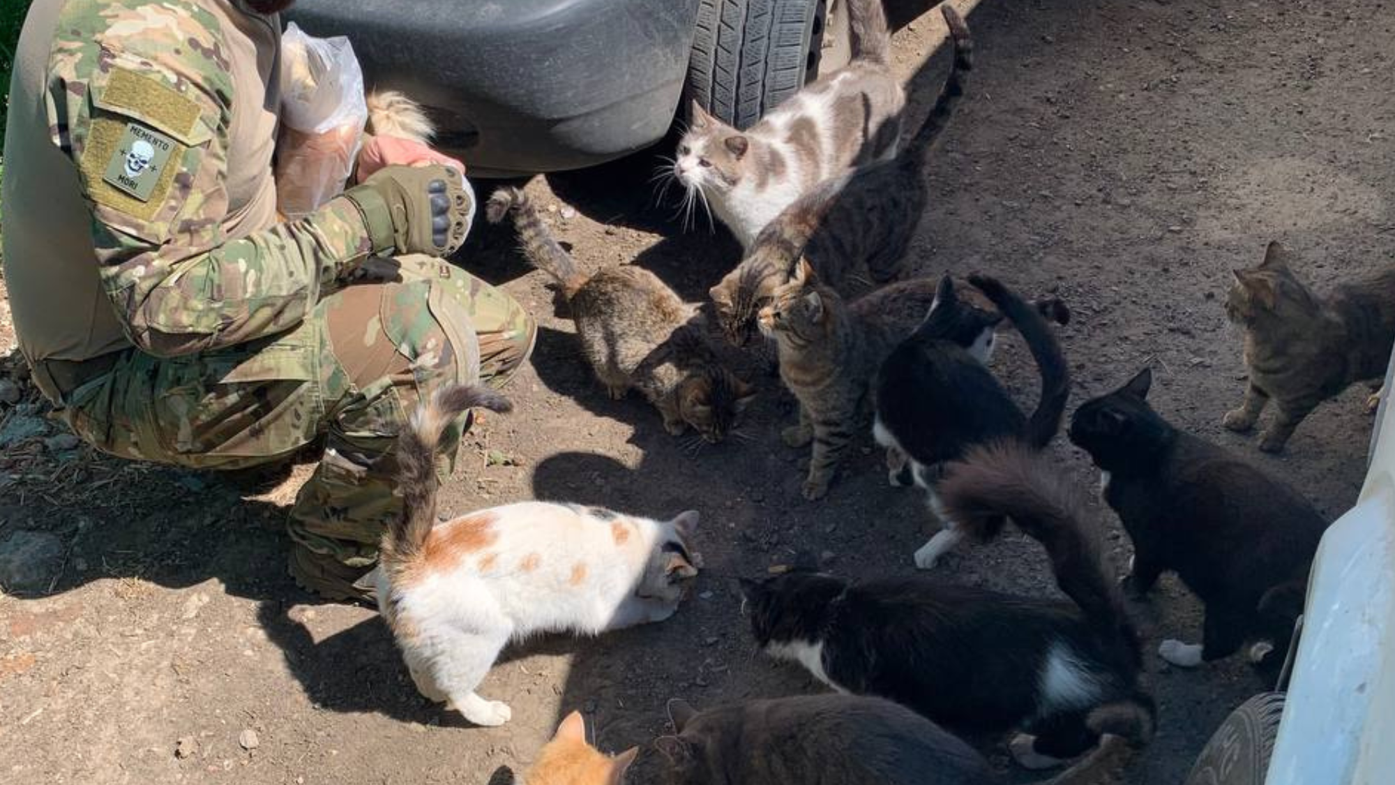UAnimals відкриває прийом заявок на корми та обробки для тварин військових