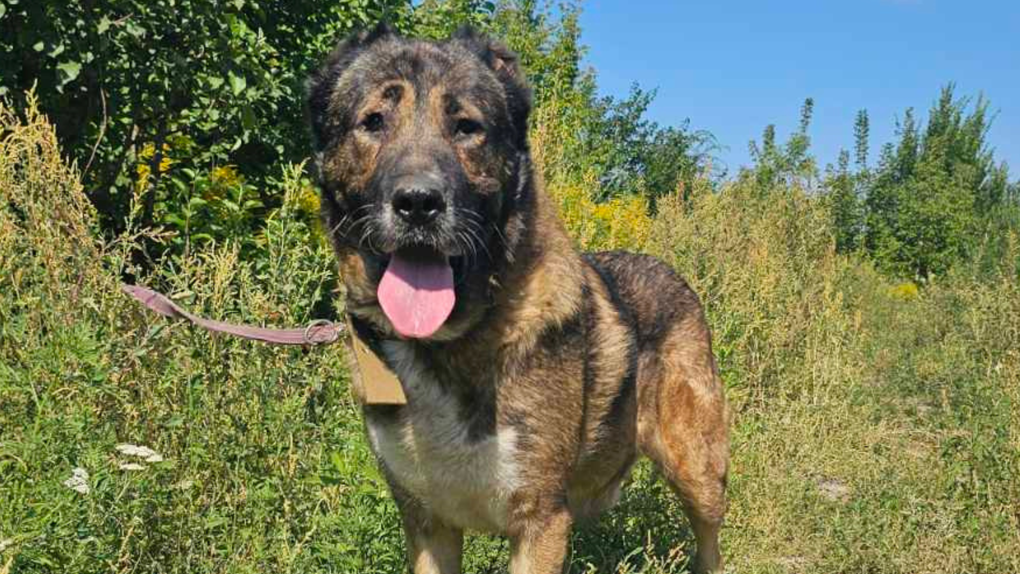 550 тварин залишаються у Слов’янську: UAnimals відкрили збір на підготовку притулку «Дай шанс» до зими
